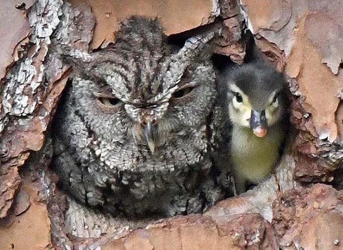Adorable Pictures Of An Owl Raising A Duckling Adorable Pictures Of An Owl Raising A Duckling