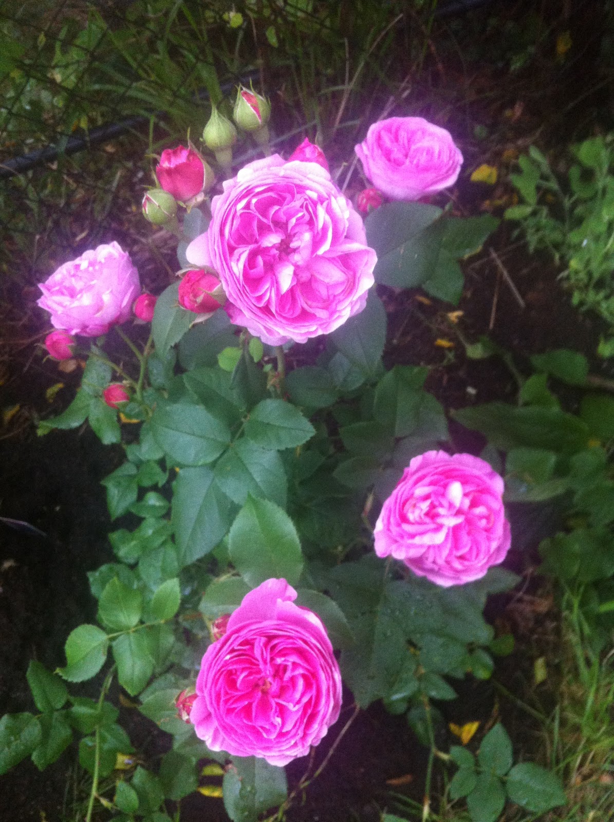 Colleen's Window on Italy: The Love of Gardens!