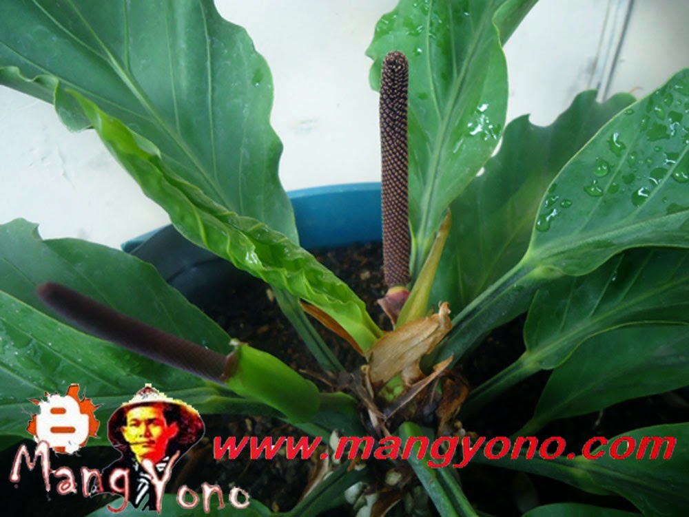 Semai Biji Bunga Gelombang Cinta Anthurium Bertunas