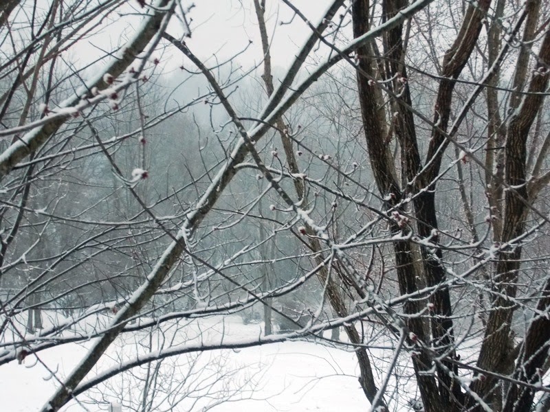 SWAC Girl Late winter snow in Augusta County