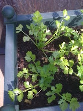 self-blanching celery