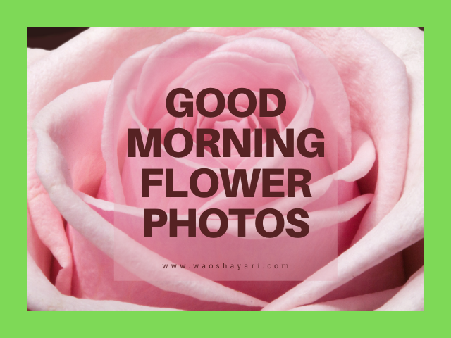 12 good morning flowers images for whatsapp status