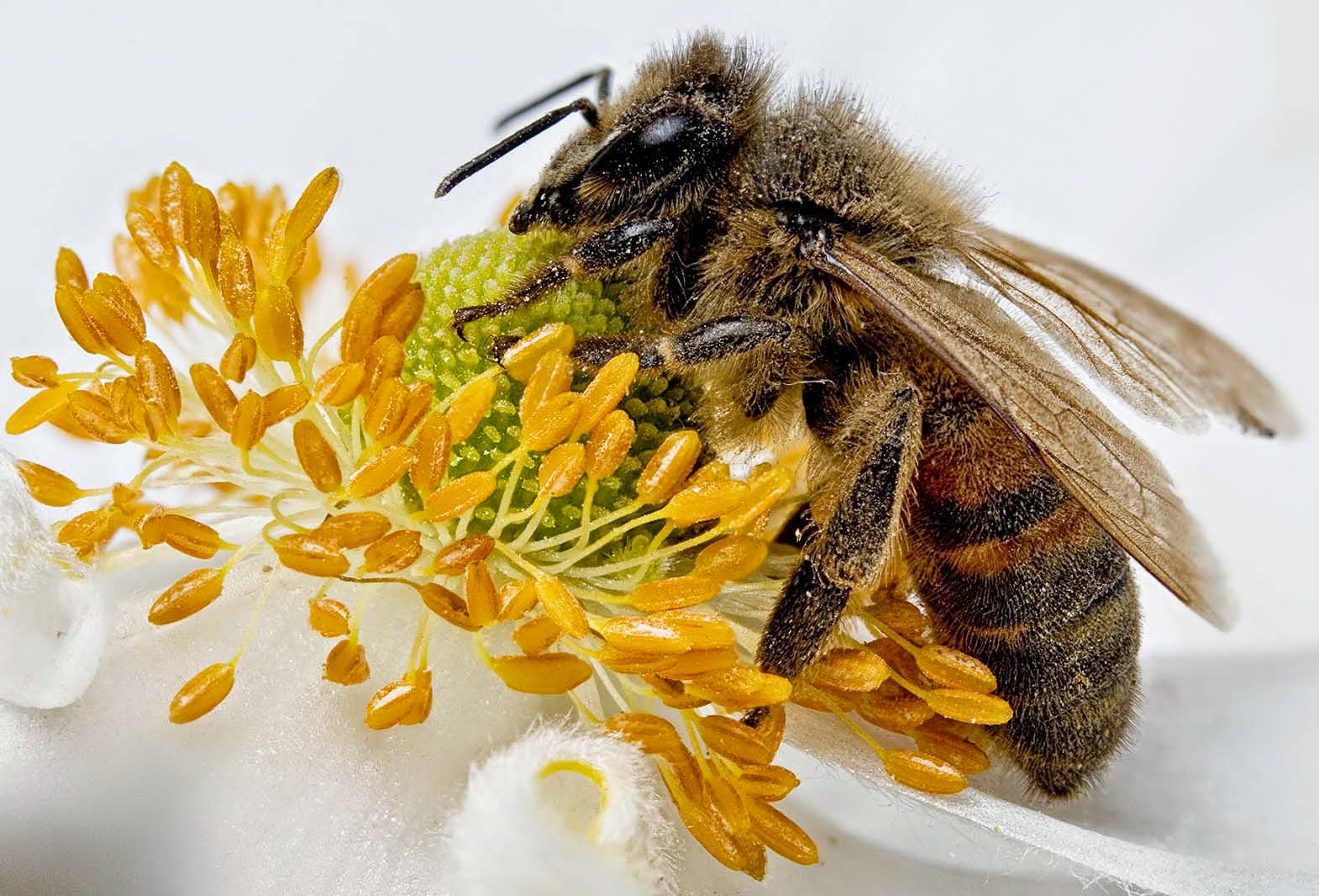 Floral Calendar and Bee Keeping