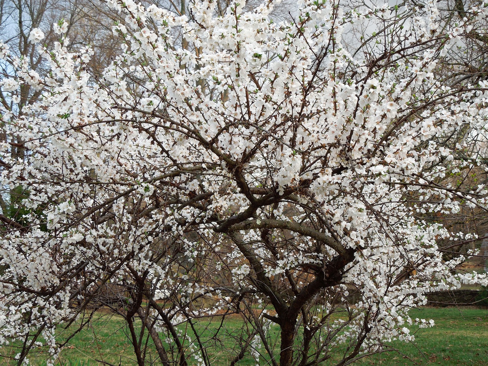 Franklin County (PA) Gardeners Nanking Cherry in Spring Bloom
