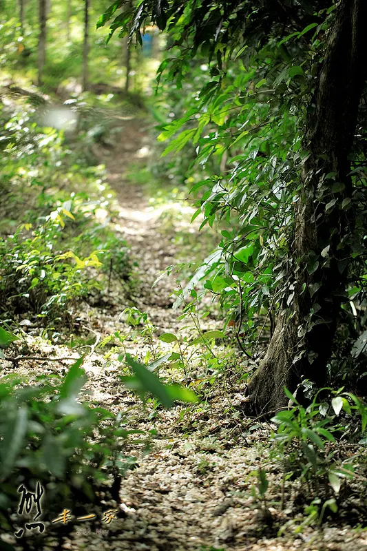 鳥瞰桃園盆地景點|五十份山登山步道
