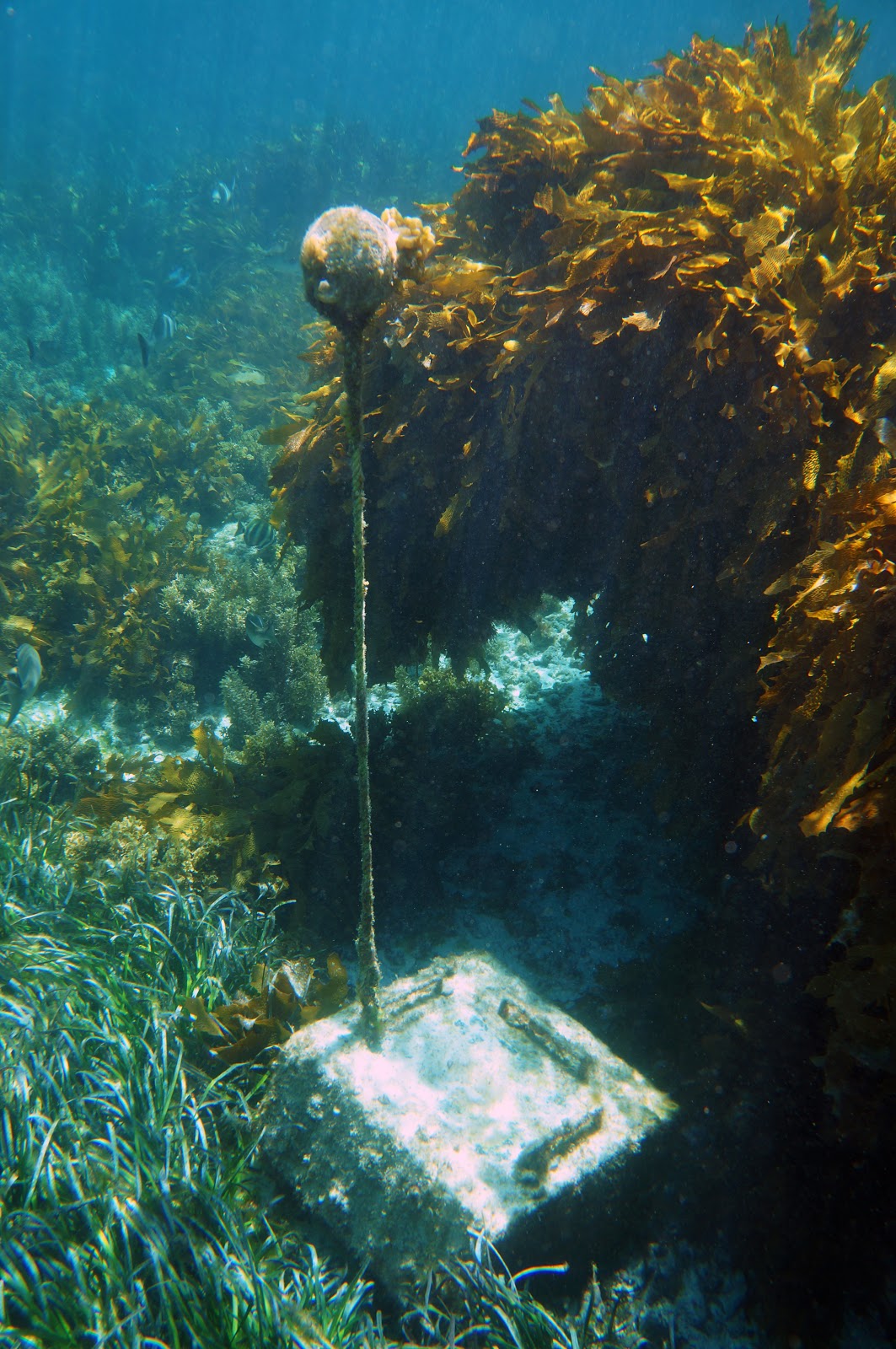 Parker Point Snorkel Trail (Rottnest Island) ~ The Long Way's Better