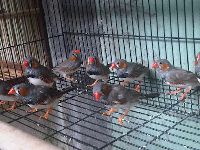 10 Jenis Finch Yang Paling Sering Dicari Pawiro Bird Farm Dove