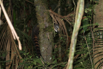 Olho Natural: Olha o Quati