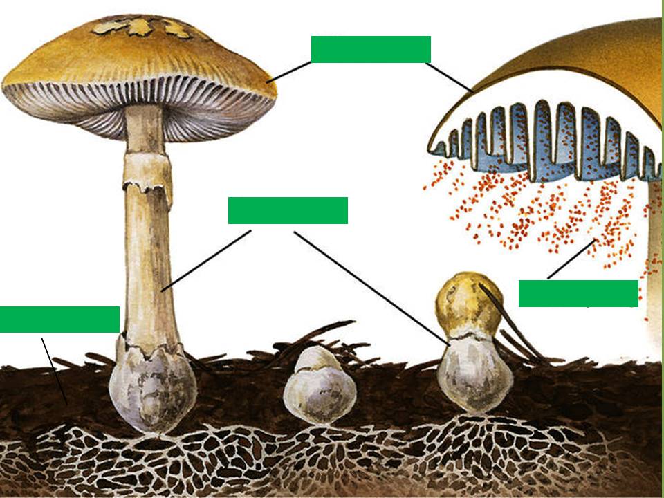 У подосиновика образуется плодовое тело. Строение шляпочного гриба и образование спор. Строение шляпки шляпочных грибов. Строение гриба мицелий споры. Размножение грибов мицелием.