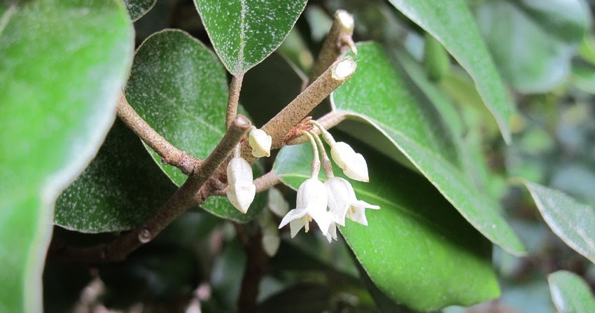 Elaeagnus Ebbingei Olijfwilg Of Zilverbes