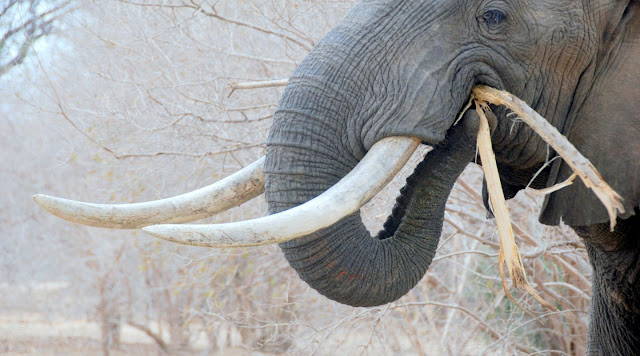 අලි ඇතුන් පිළිබඳ හොඳම කරුණු 10ක් සමග විස්තරයක් ❤️✍️🐘 (A Description With 10 Best Facts About Elephants)