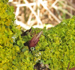 Leaf shoot on elderberry tree I'm following - February 2012