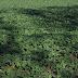 How And Why To Grow Green Manure Including Its Benefit