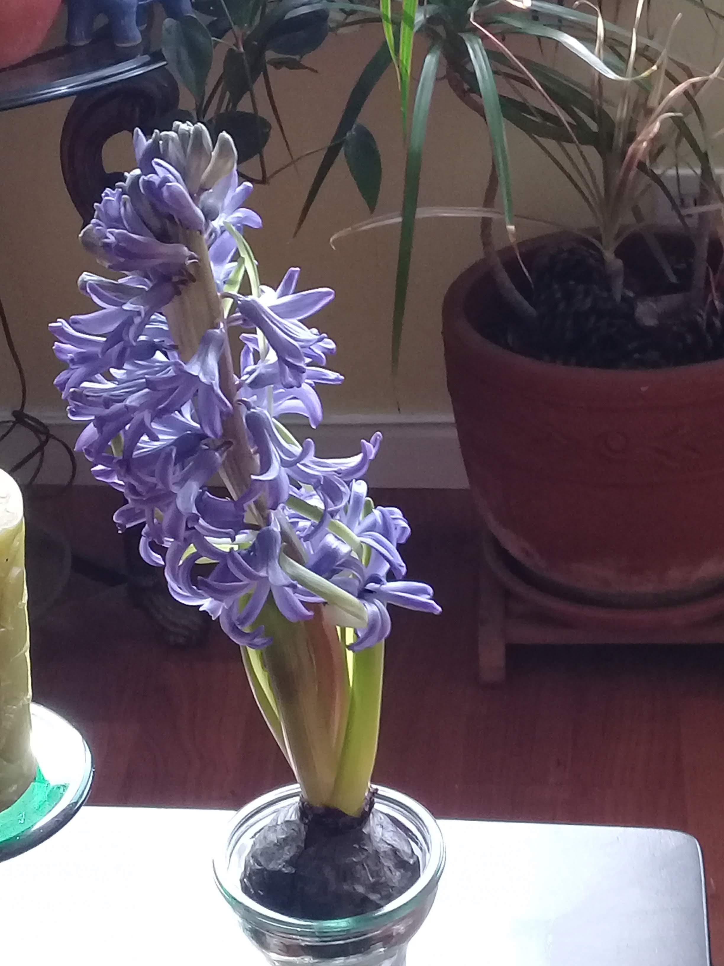 Our Hyacinth Smells So Good, What a Blessing!