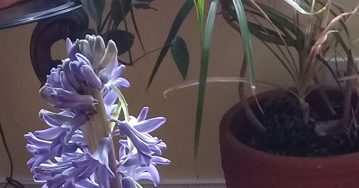 Our Hyacinth Smells So Good, What a Blessing!