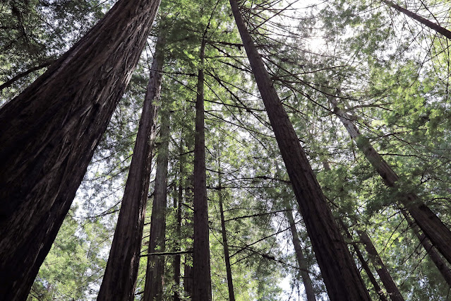 Image of Redwood trees in Muir Woods