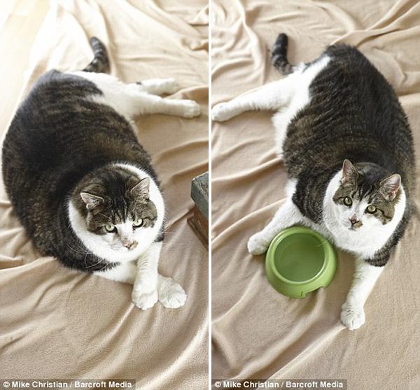 Chú mèo béo tới nỗi không thể đi lại mà phải dùng chân bò