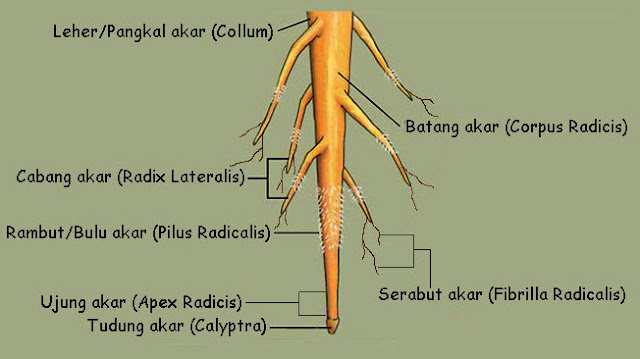 Leher akar atau pangkal akar (collum) adalah bagian akar yang berhubungan langsung dengan batang.   Batang akar (corpus radicis) merupakan struktur ekstensi akar yang terletak di antara leher akar dan ujung akar.   Cabang akar atau akar lateral (radix lateralis) adalah cabang yang meninggalkan batang akar utama.   Serabut akar (fibrilla radikalis) adalah percabangan akar halus yang terlihat seperti serabut.   Rambut akar atau rambut akar (pilus radikalis) merupakan proyeksi dari sel epidermis akar yang berfungsi untuk memperluas area penyerapan air dan mineral.   Ujung akar (apex radicis) adalah bagian akar yang paling muda dan terdiri dari jaringan meristem yang membelah secara aktif.   Tudung akar (calyptra) adalah bagian akar yang terletak paling ujung dan berfungsi untuk melindungi akar dari kerusakan mekanis dan memudahkan akar menembus tanah.