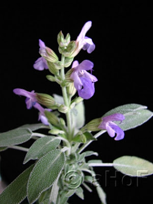 Salvia officinalis, sage, herb, Flower