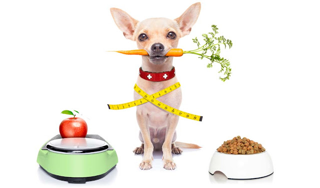 dogs, φαγητά, κατοικίδια, σκυλιά, φαγητά για σκυλιά
