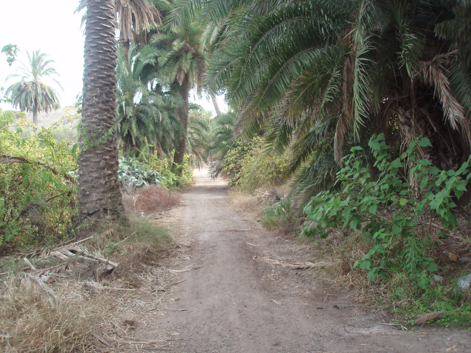 Camino de Salvago Camino de Salvago