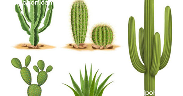 ciri ciri pohon kaktus