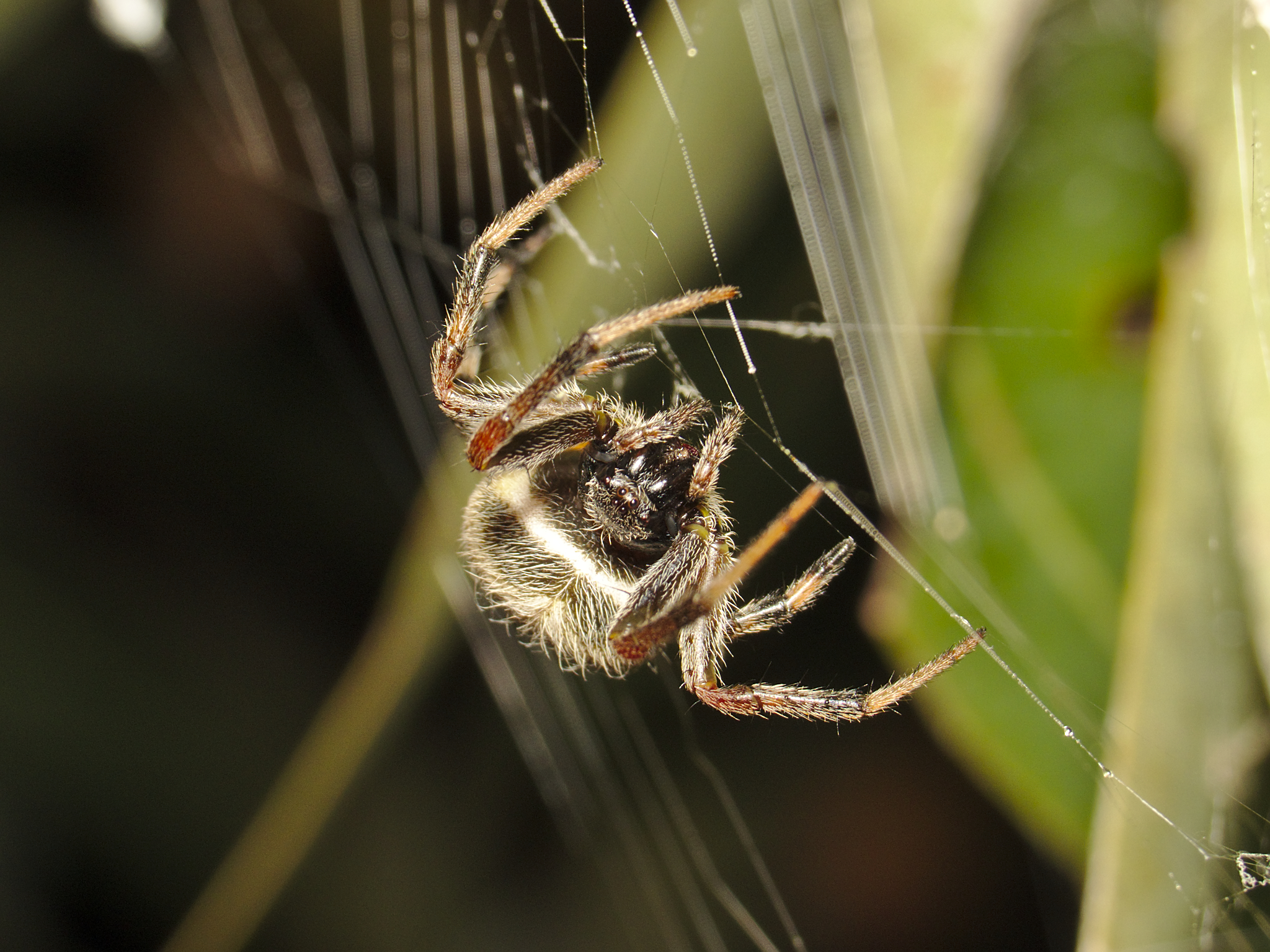 Leafy hideaways night time is the right time to see these shy tree spiders.