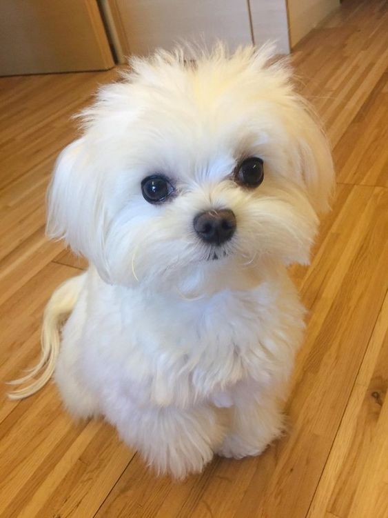 Differences Between Bichon Frise and Bichon Maltese Differences Between Bichon Frise and Bichon Maltese