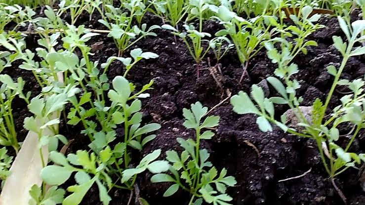 અસાળિયાની ખેતી