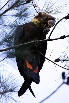 Glossy Black Cockatoo (Calyptorhynchus lathami) Vulnerable