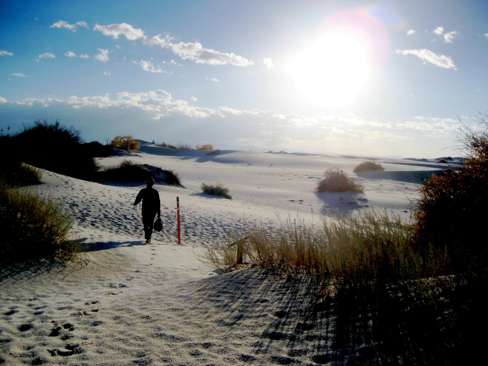 Living Rootless White Sands National Monument, NM Dunes at Dawn