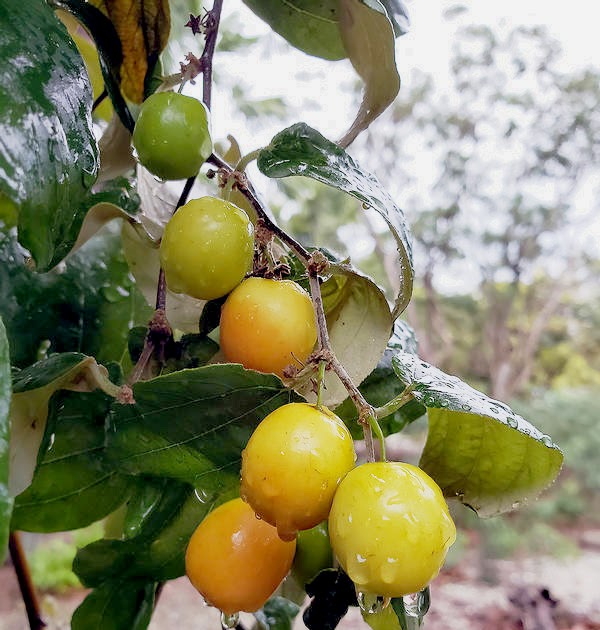 Native Stew Bahamas AI Art, Photos, Videos Sweet Juju