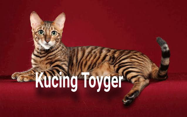 Kucing toyger Kucing toyger