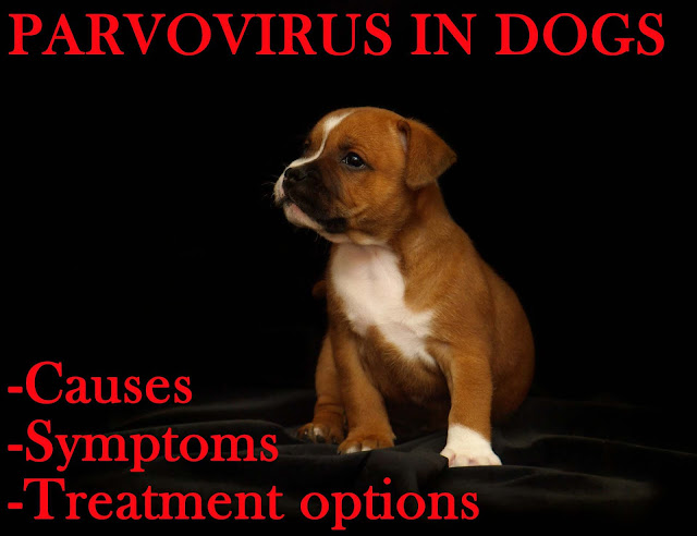 Parvovirus in dogs