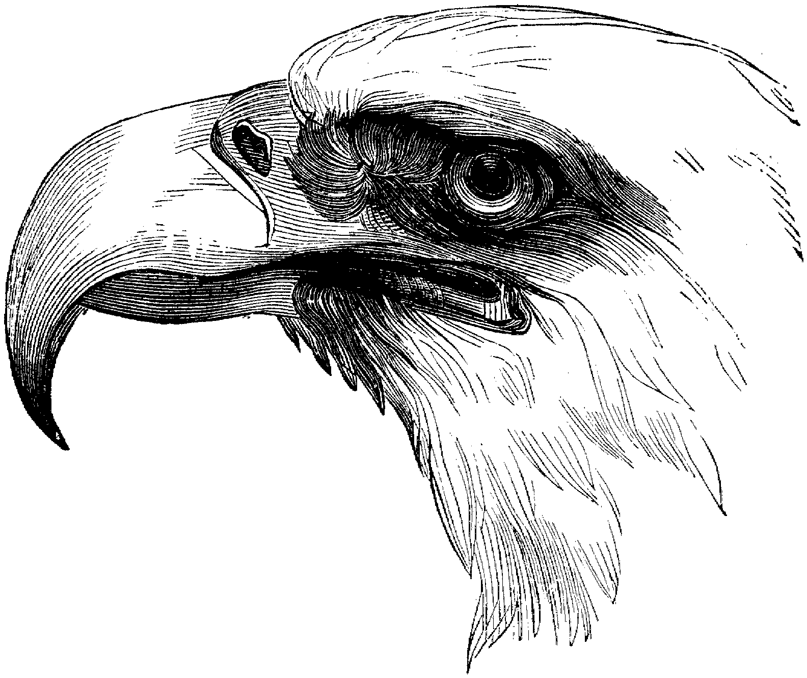 Eagle Coloring Pages - GO Coloring Pages