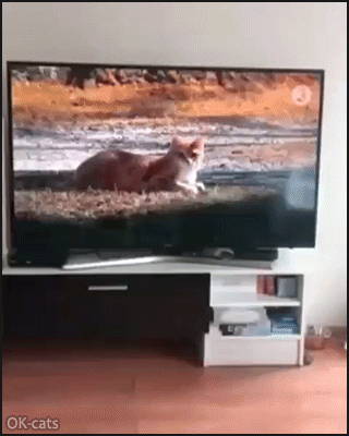 Funny Cat GIF • When your new 4K TV is too realistic for your innocent Kitty chasing another cat on screen Funny Cat GIF • When your new 4K TV is too realistic for your innocent Kitty chasing another cat on screen