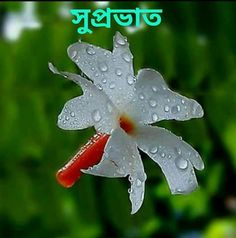 good morning bengali