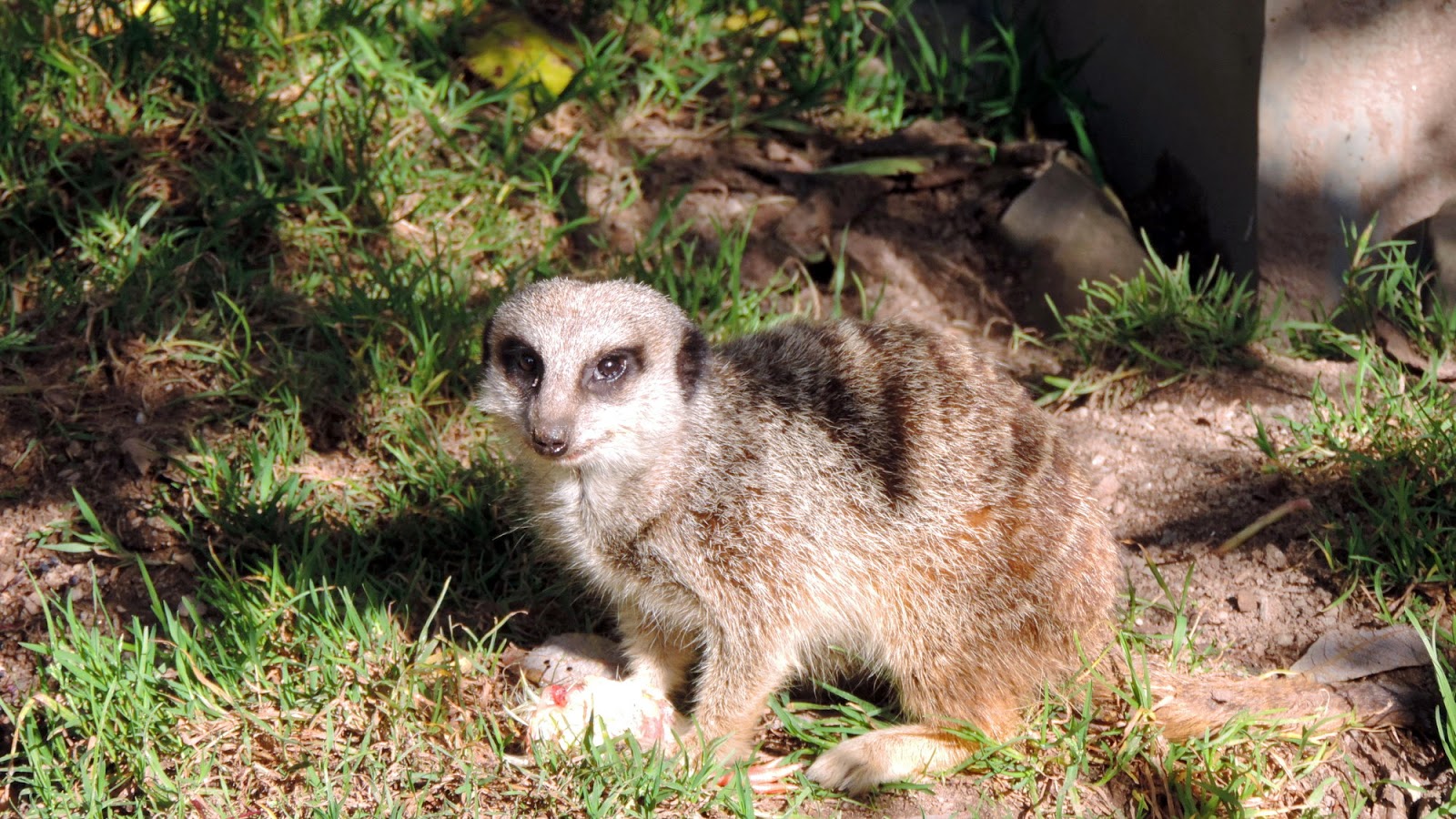 the-glebe-blog-galloway-wildlife-conservation-park