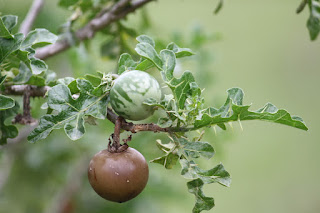 Closeup of a few leaves and two small round fruit. One fruit is entirely brown. The other fruit is pale green with darker green stripes. The leaves are heavily lobed and covered in spines.