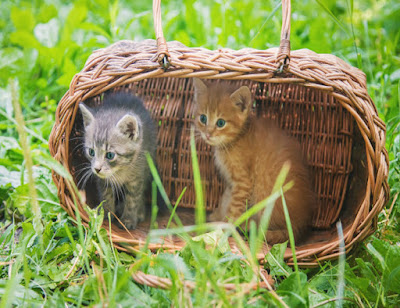 Keistimewaan Kucing dalam Islam | Konsultasi Muslim Keistimewaan Kucing dalam Islam | Konsultasi Muslim