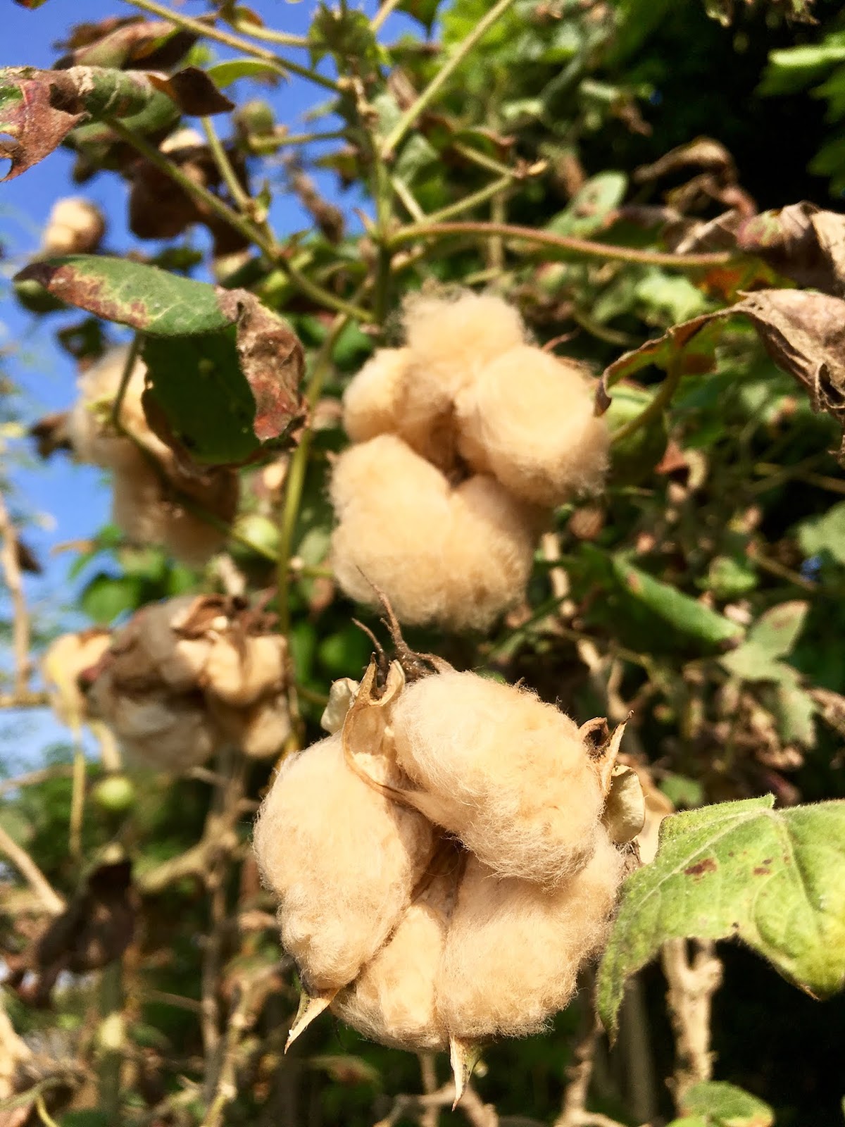 Yunlin Travel Cotton Fields in Huwei My Life Abroad