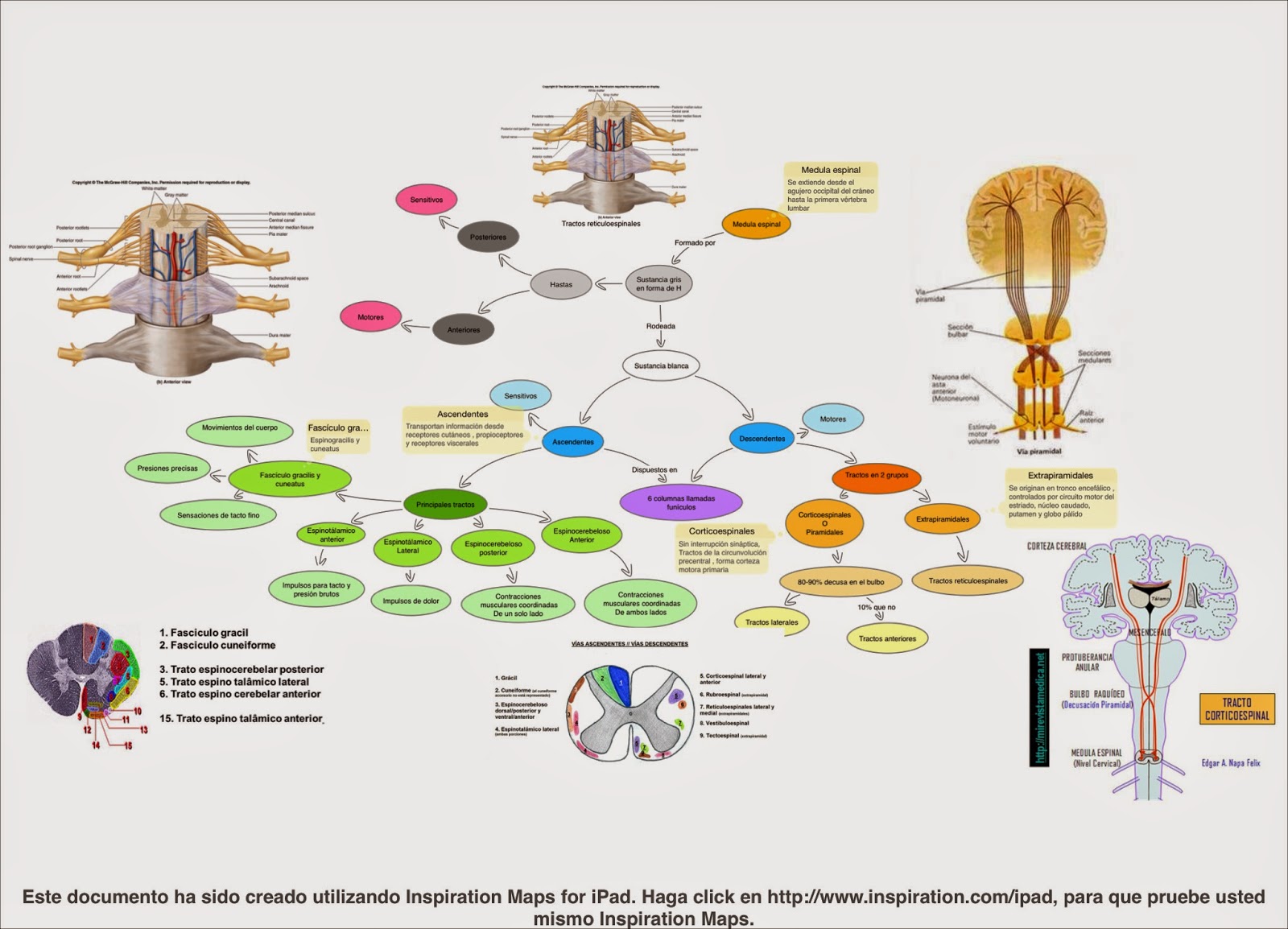 Fisiología medica de Gustavo Villegas: Médula espinal y sus vías (mapa