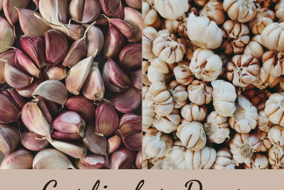 Garlic for Dogs Health Benefits, Preparation, Use, Safe Dosage