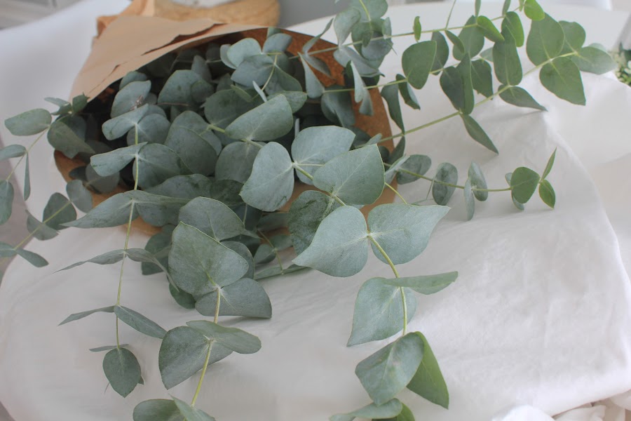 Aroma a eucalipto Decoración