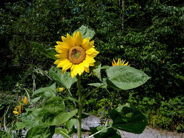 Cara Menanam Biji Bunga Matahari Di Pot Agar Mau Berbunga Arafuru