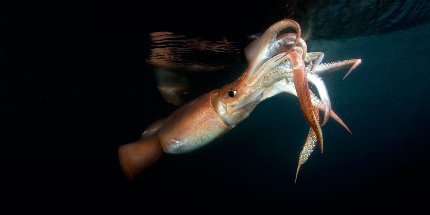 Humboldt squid size & attack, the most dangerous squids