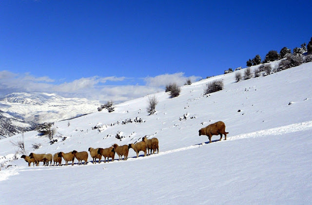 Зимой в Марокко бывает снег. А в некоторых местах даже присутствуют горнолыжные курорты
