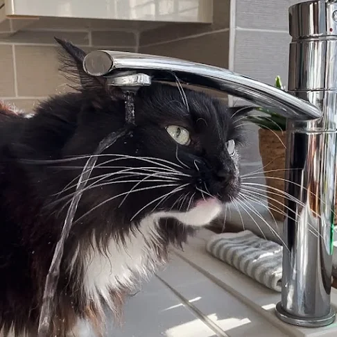 Cat behaves like a defective robot when drinking from a tap