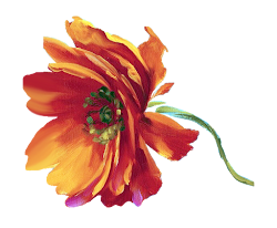 Çiçekler PNG Clipart Lisa Audit 69 Adet Dekupaj Desenleri