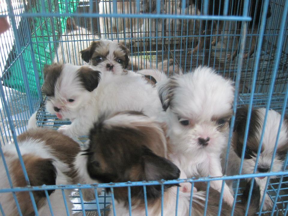 Mindanao Pet Masters Shih Tzu Puppies For Sale Davao Area